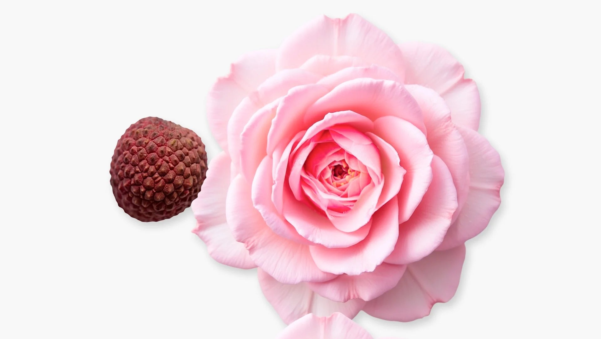 Delina La Rosée | EDP |  75 ML | Preventa